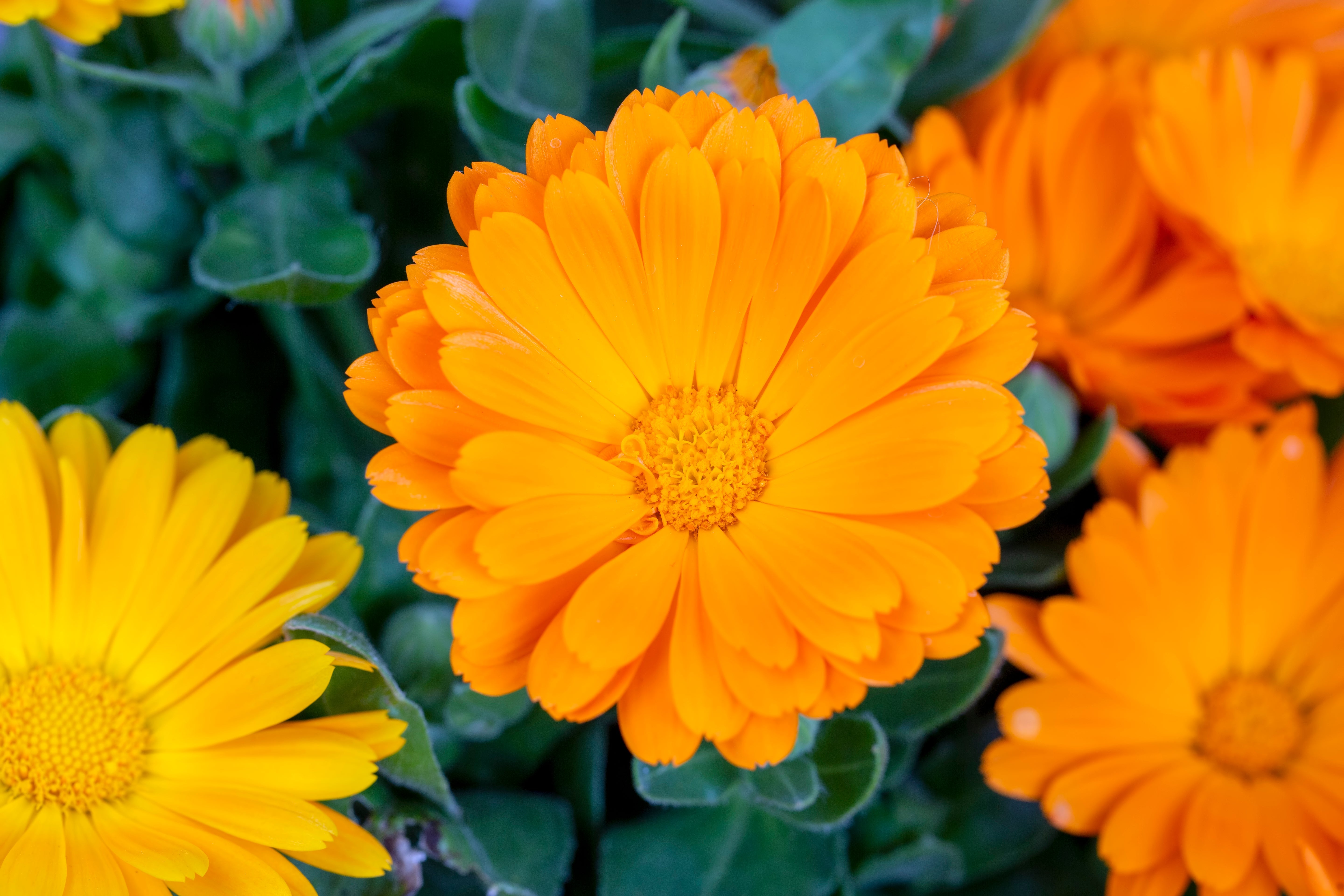 Goudsbloem zaaien? Deze vrolijke bloem wil je in je tuin
