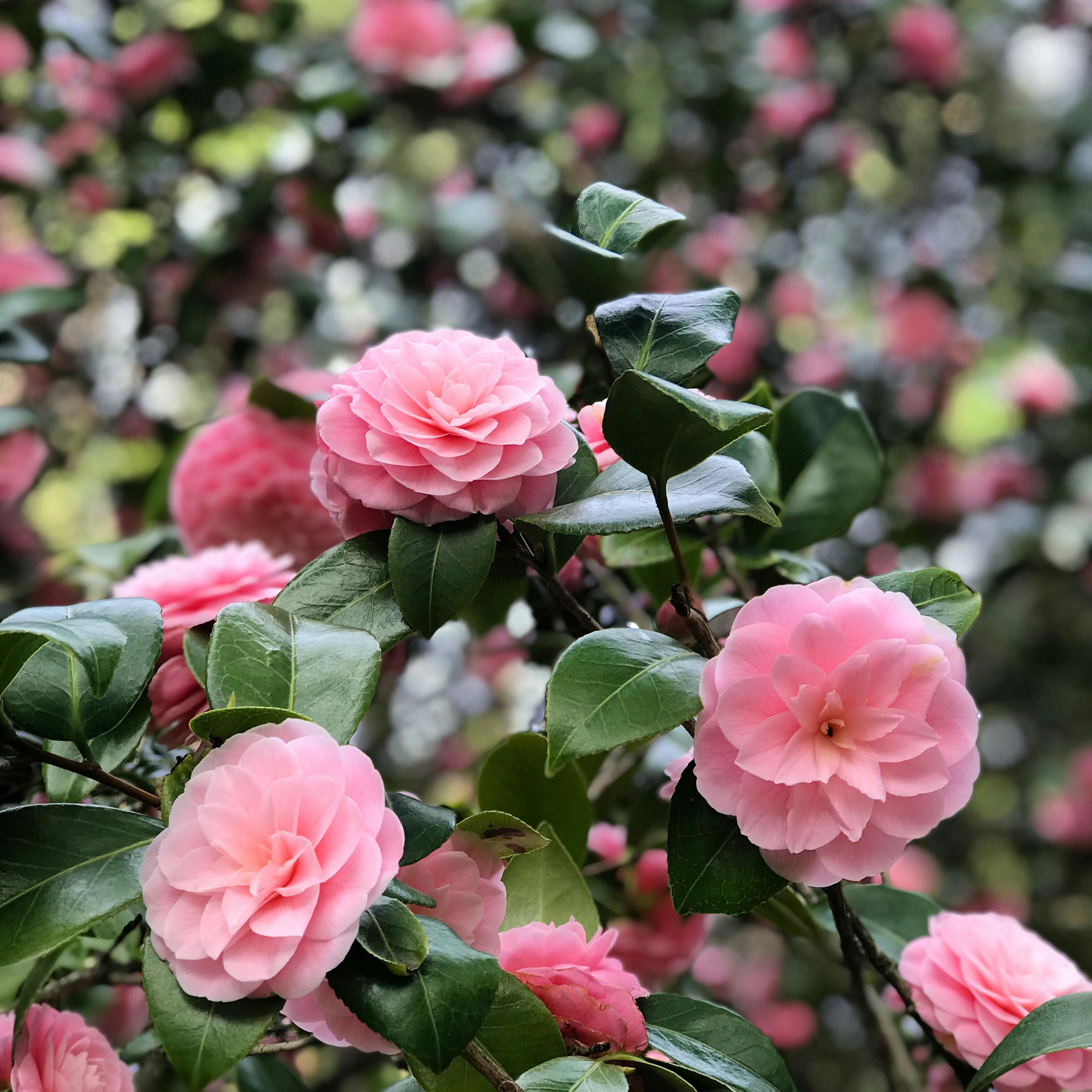 Camelia snoeien: zo houd je deze bloeiende struik in topvorm