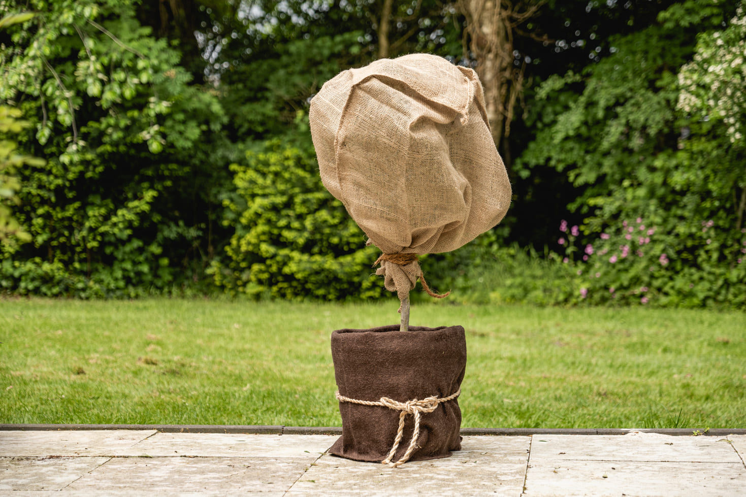 Winterharde planten in pot verzorgen 🌿