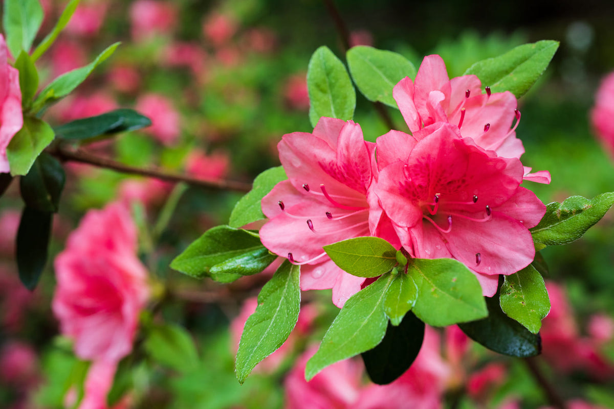 Azalea Coloro Azalea snoeien: wanneer en hoe voor een volle bloei 🌸 | ECOstyle
