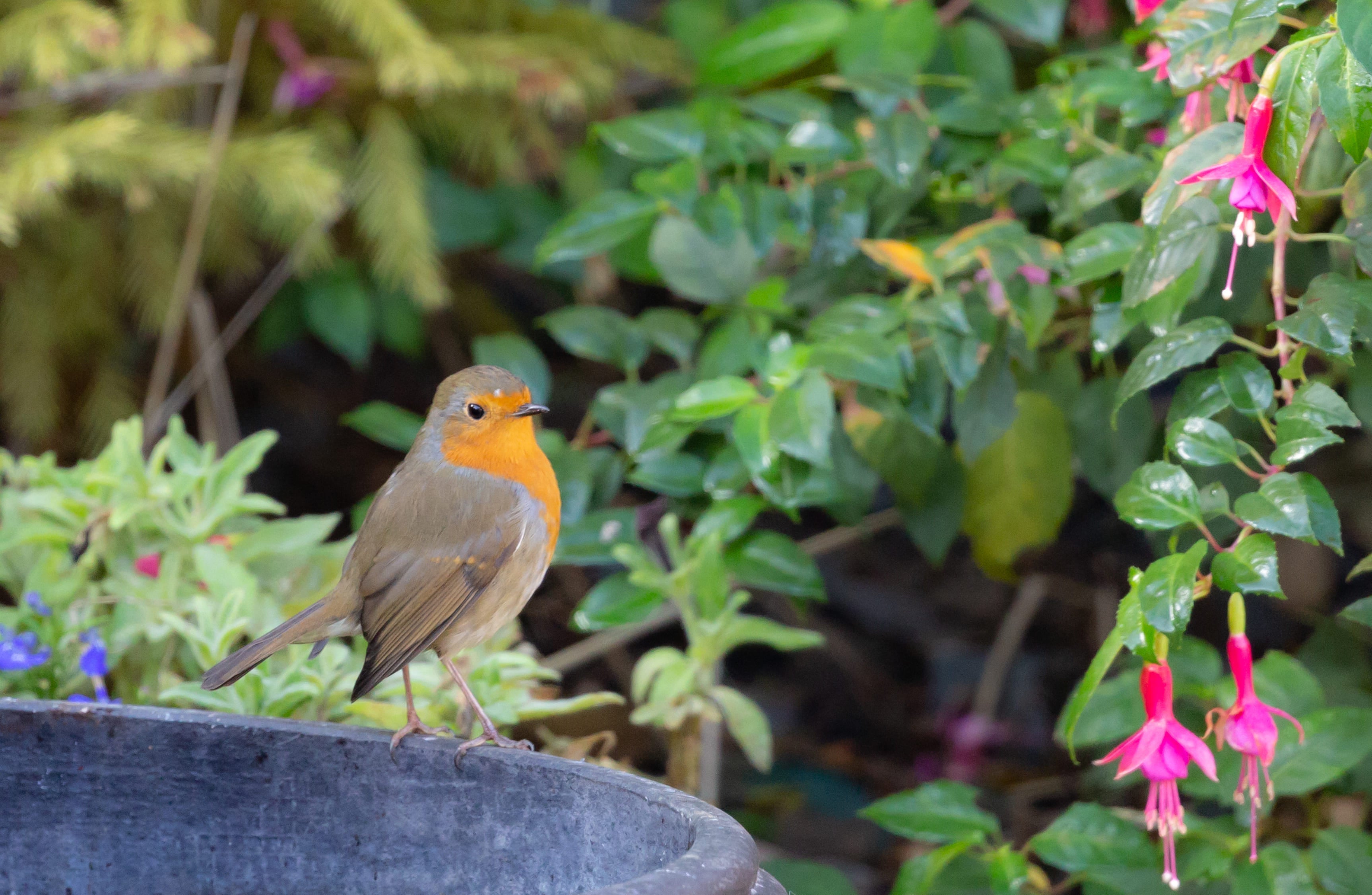 DIY: zelf een vogelbad maken