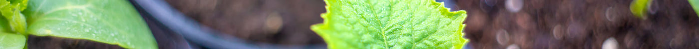 Courgette zaaien? Zo kweek je een courgette plant die het geweldig doet