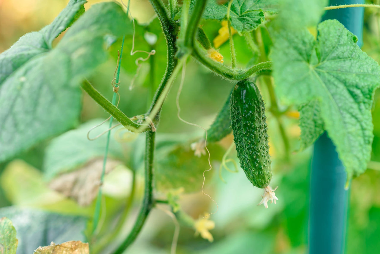 Ontwerp je eigen ecologische siertuin kopen? | Natuurpunt