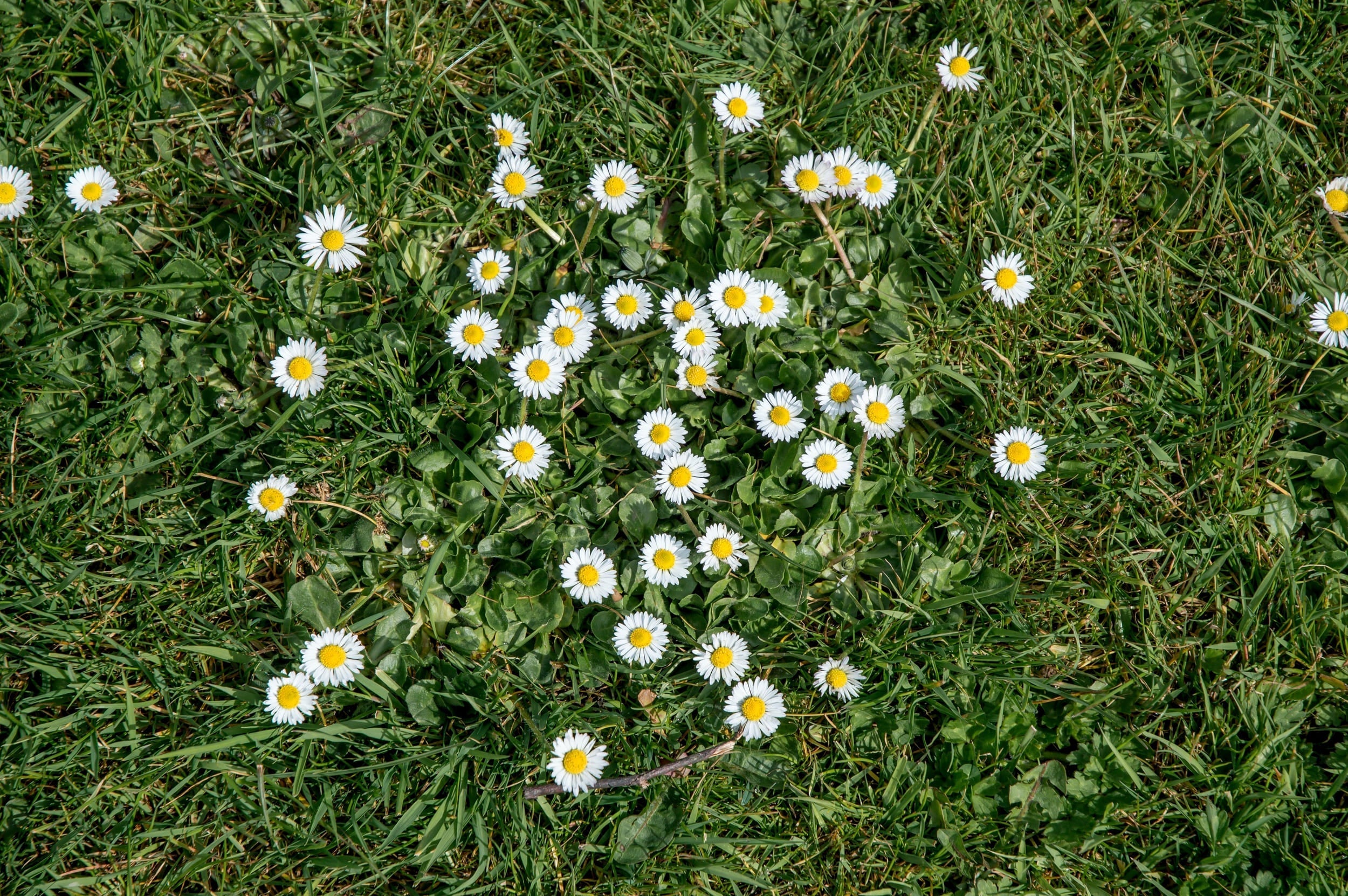 Madeliefjes in gazon: zaaien, bestrijden en oorzaken
