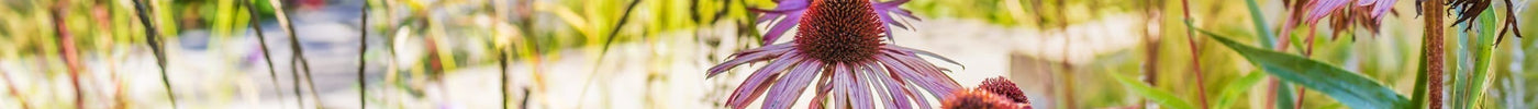 Ecologische balans in de tuin: wat is het en waarom is het belangrijk?