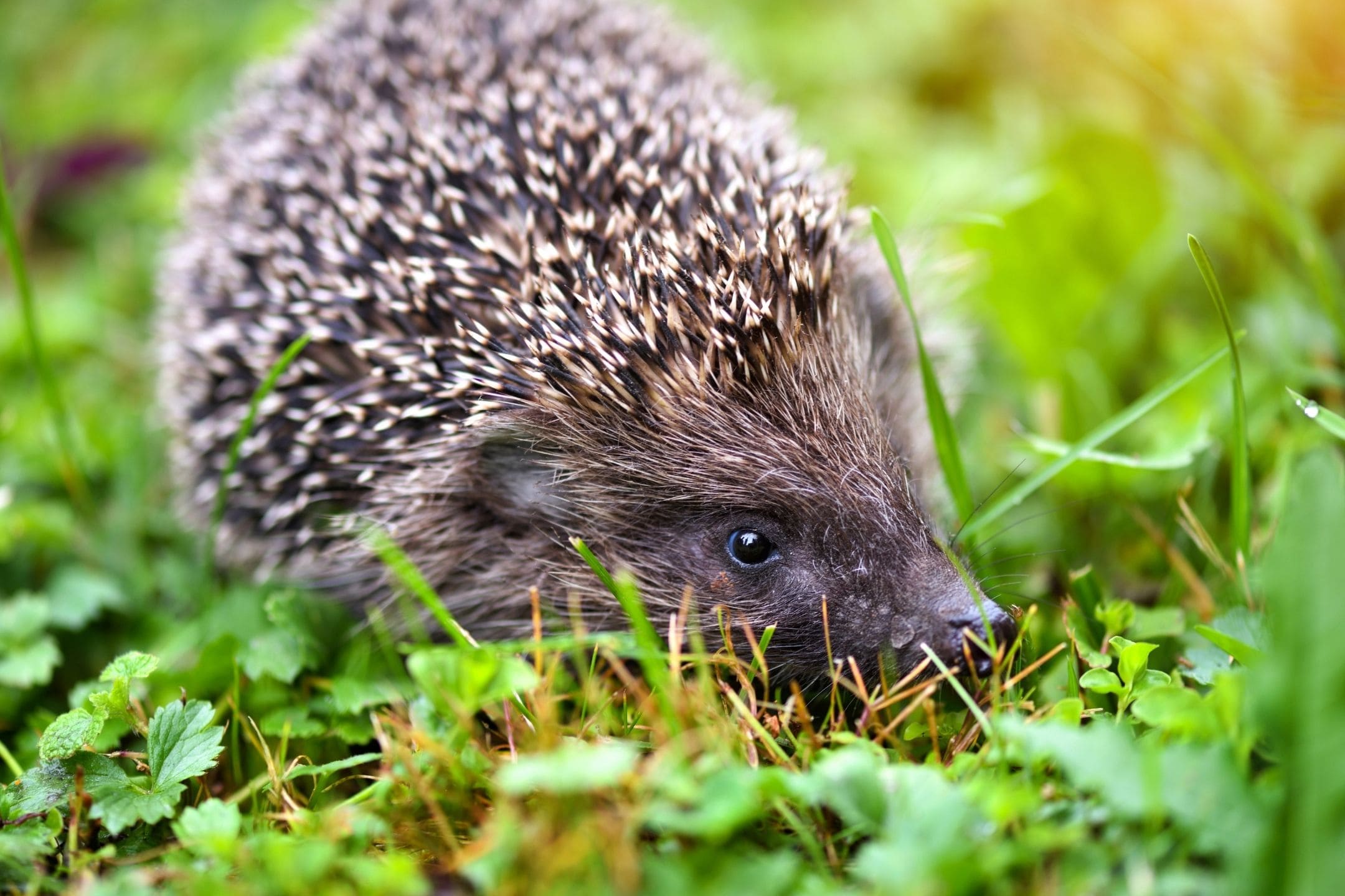 Egel in de tuin: wat eet een egel en hoe kun je ze helpen?