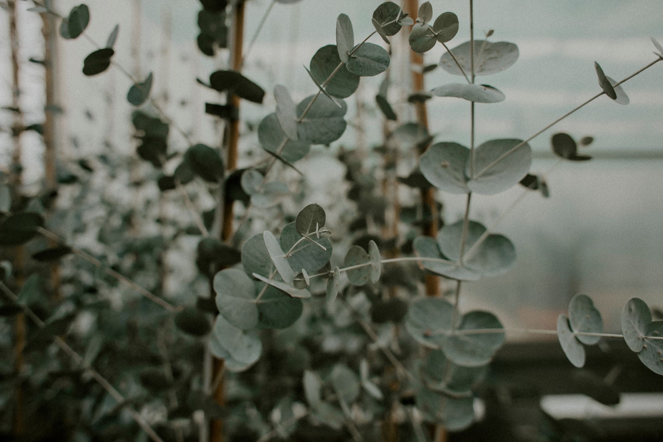 Eucalyptus snoeien: zo houd je een sierlijke boom