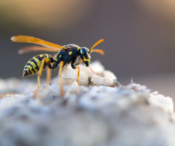 Wespen soorten in Nederland herkennen | ECOstyle 🐝