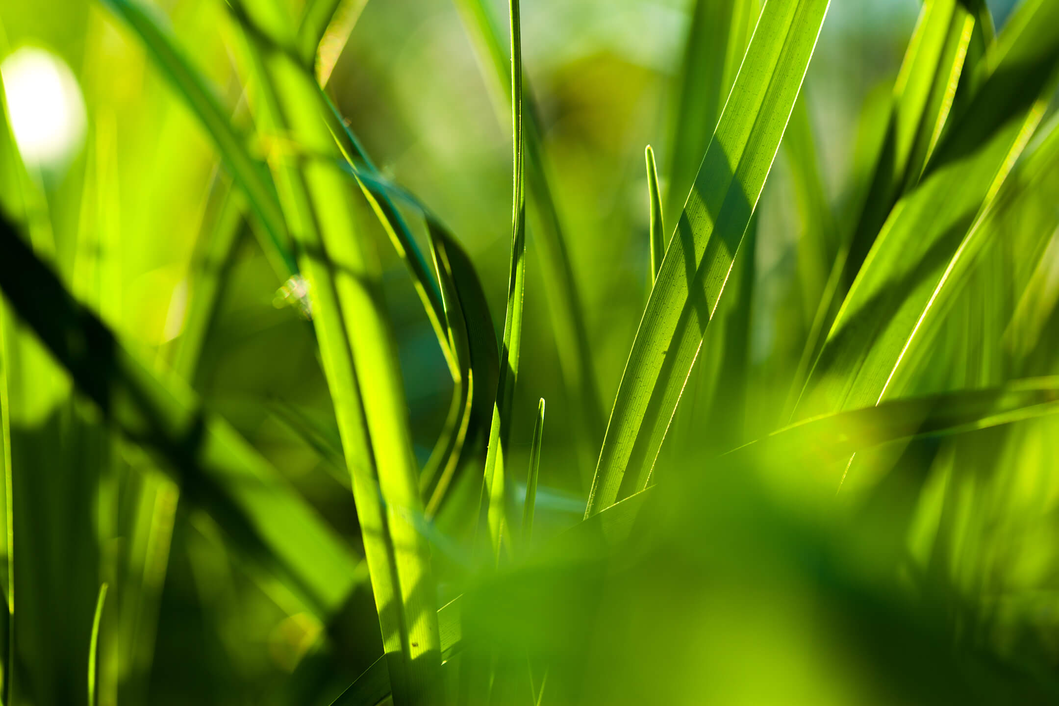 4 tips voor groen en gezond gras