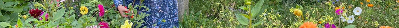 Deze 5 plukbloemen wil jij absoluut zelf gaan kweken!