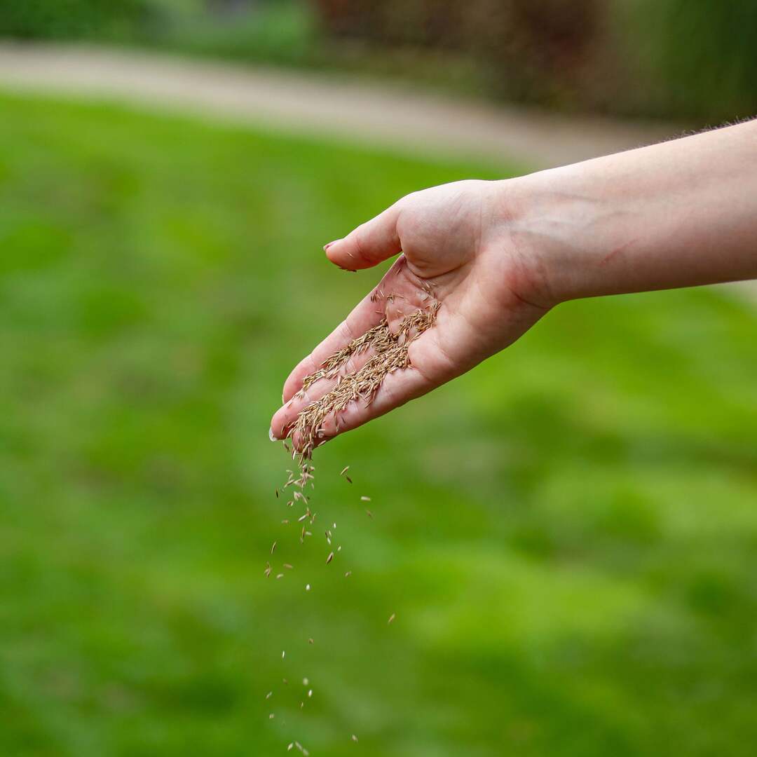 Graszaad kiemt niet? Dit is waarom én wat je eraan kunt doen