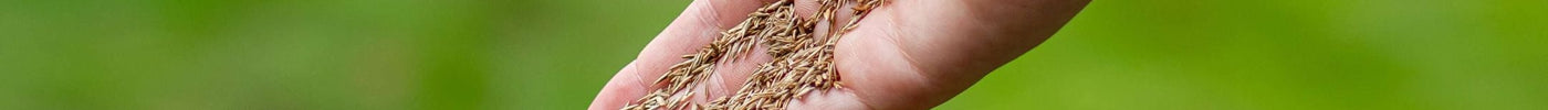 Gras bijzaaien: zo herstel je kale plekken in het gazon