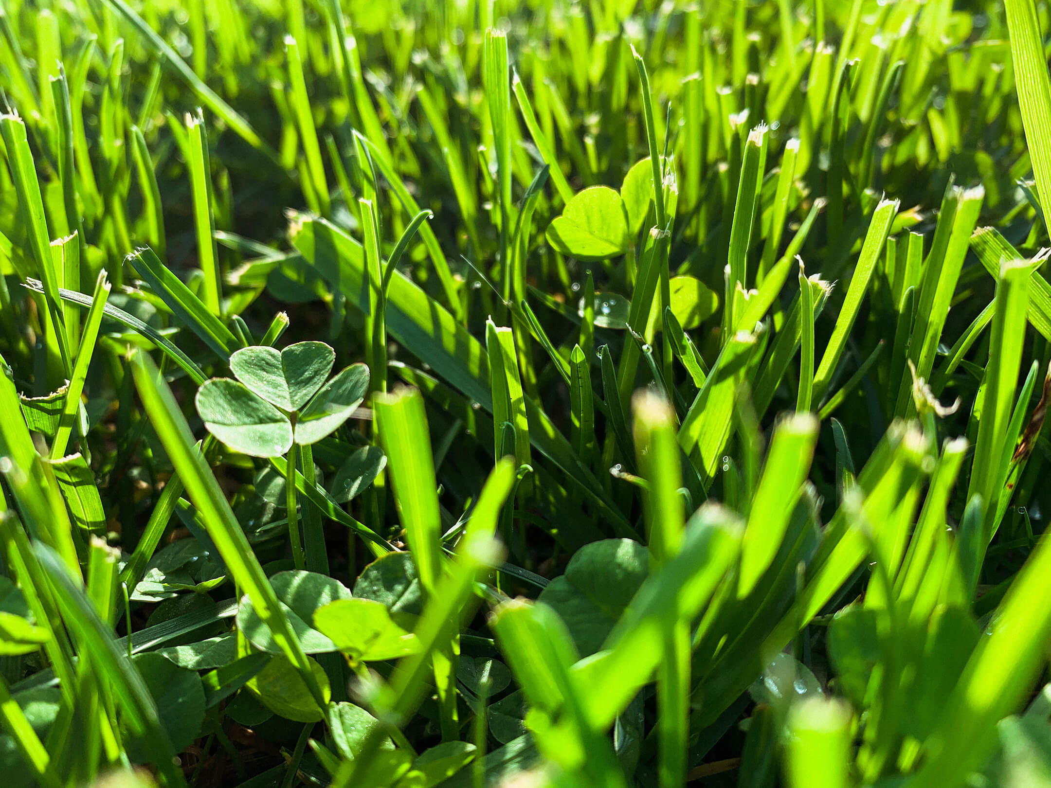 De hele zomer een groen gazon? Tips voor onderhoud én waterbesparing