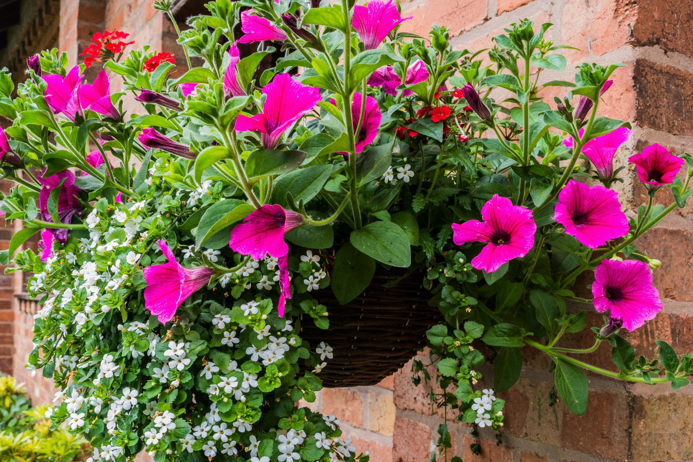 top-10-hangplanten-buiten-ecostyle-blog