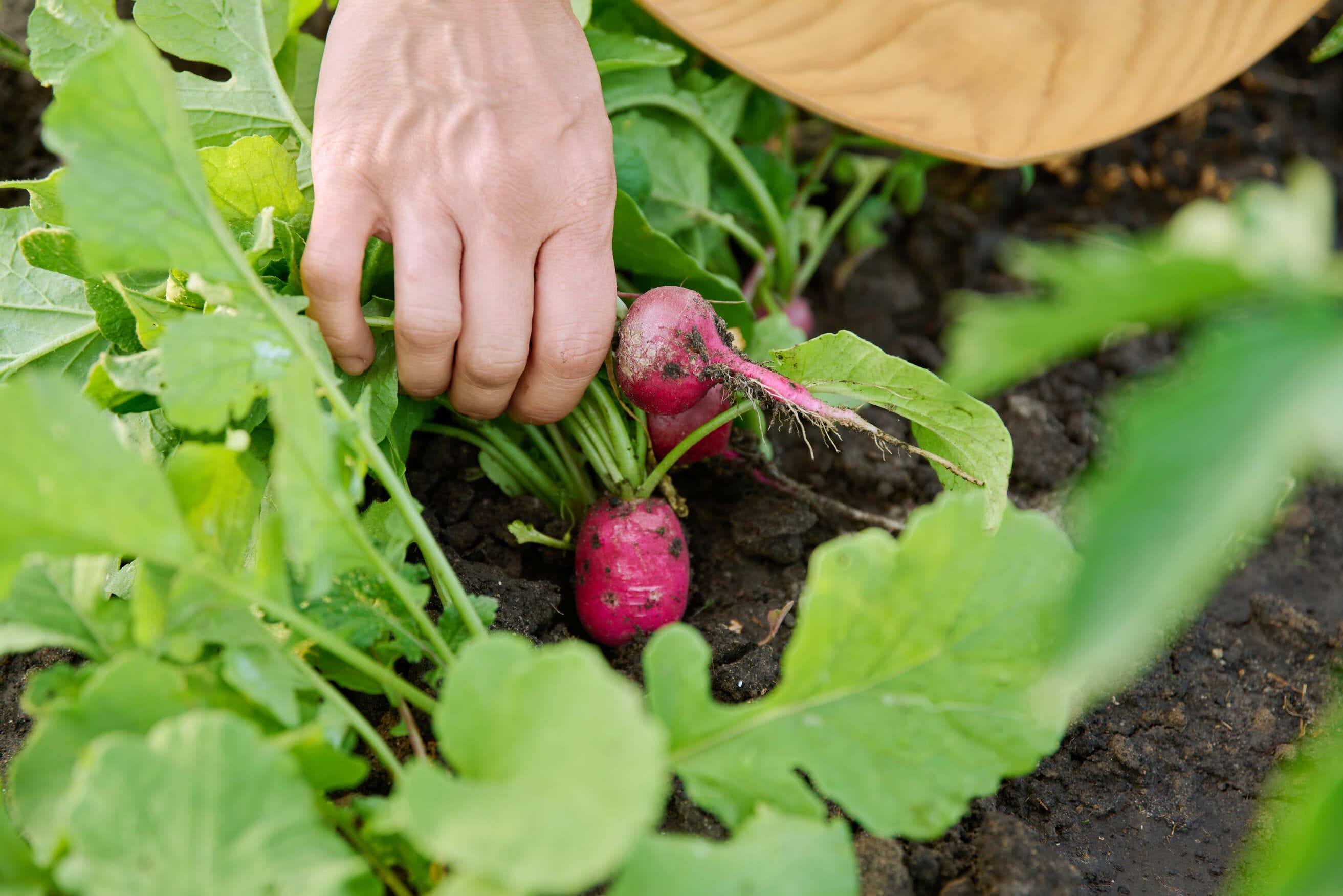10x makkelijke groenten voor de moestuin: moestuin voor beginners