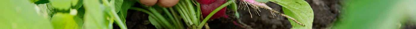 10x makkelijke groenten voor de moestuin: moestuin voor beginners