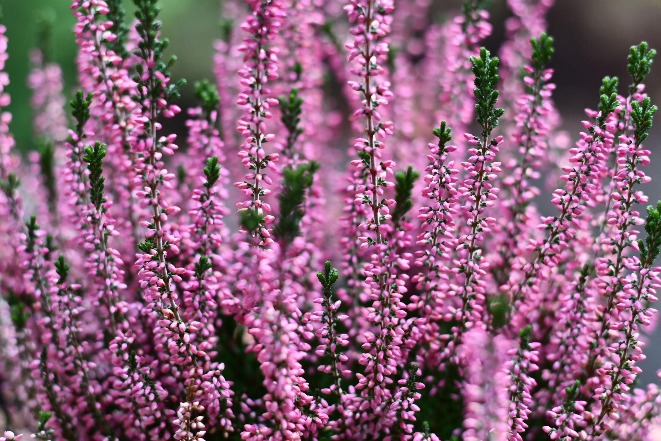 Heide snoeien: zo houd je deze plant in topvorm