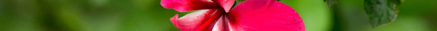Hibiscus snoeien: Zo zorg je voor een gezonde plant