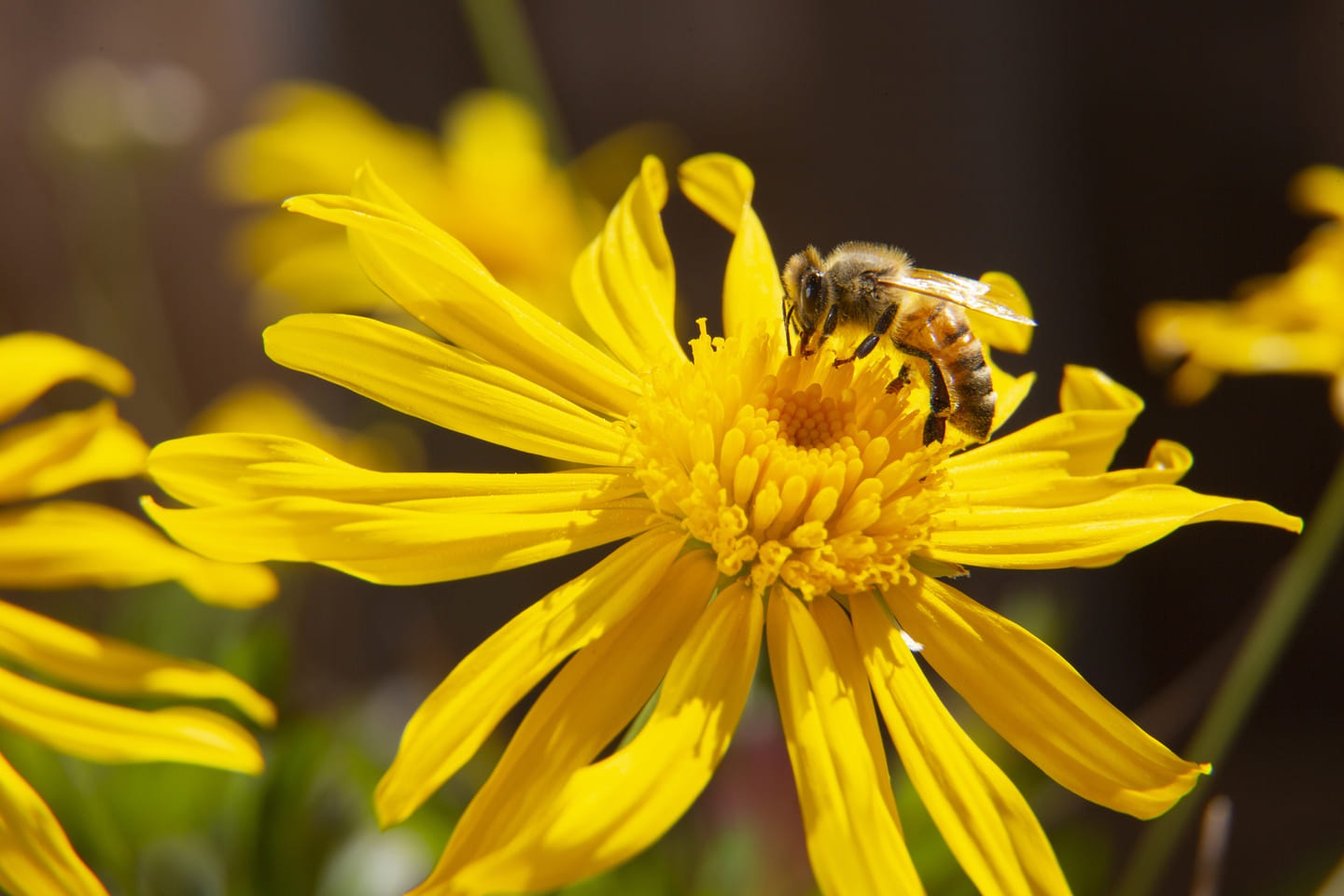 Bijen soorten herkennen in de tuin