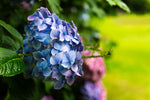 Hortensia stekken: stap-voor-stap gids