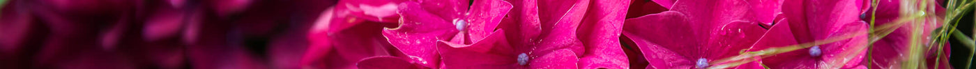 hortensia snoeien