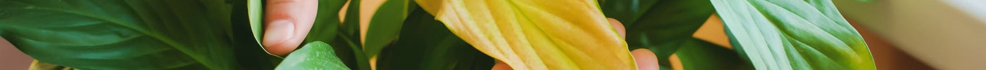 Help! Gele bladeren bij je plant? Dit kan je doen