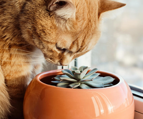 Top 10 planten die niet giftig zijn voor katten ECOstyle