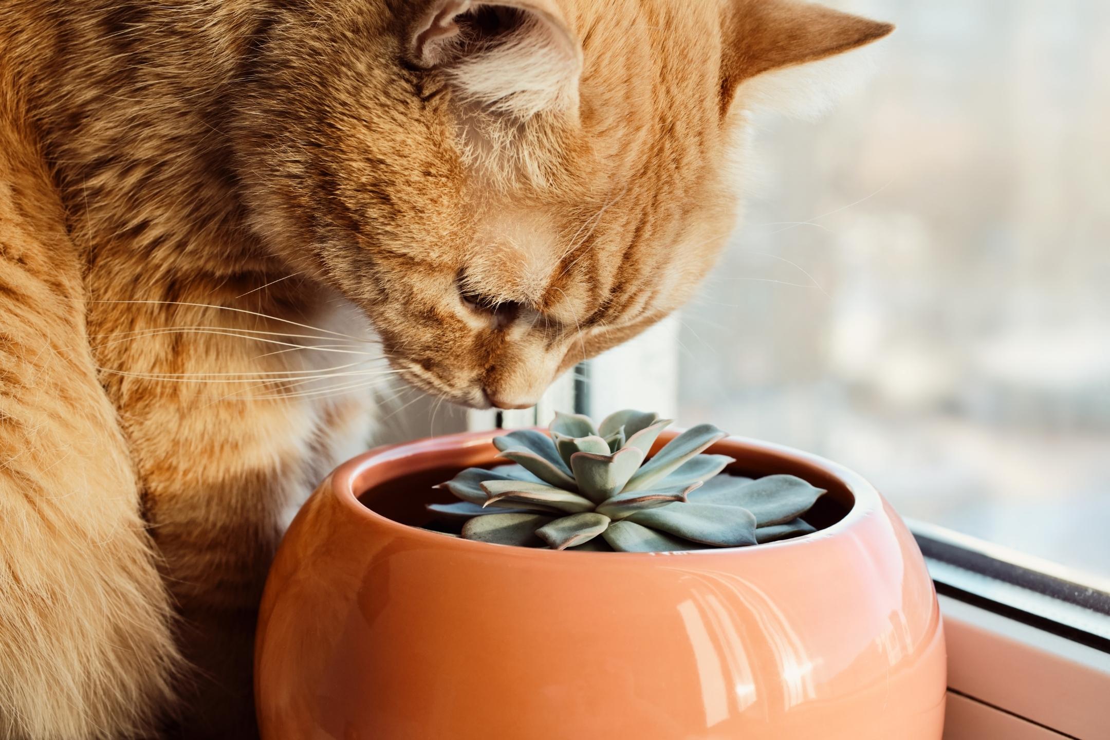 Welke planten zijn giftig voor katten? Top 10 katvriendelijke planten