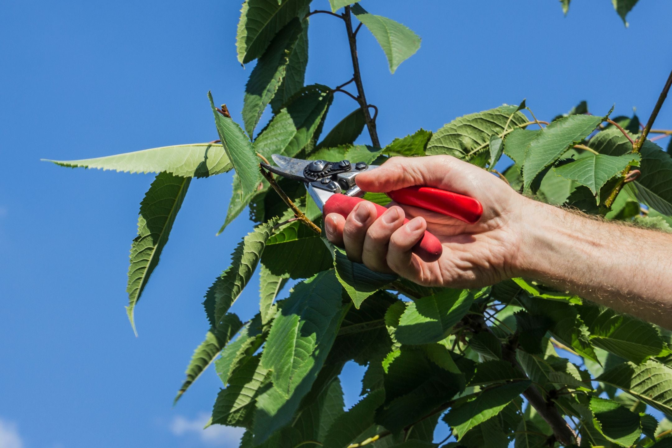 Fruitbomen snoeien: zo snoei je jouw fruitbomen als een pro!