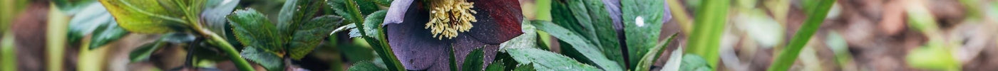 Winterbloeiende planten en struiken: kleur en leven in je tuin