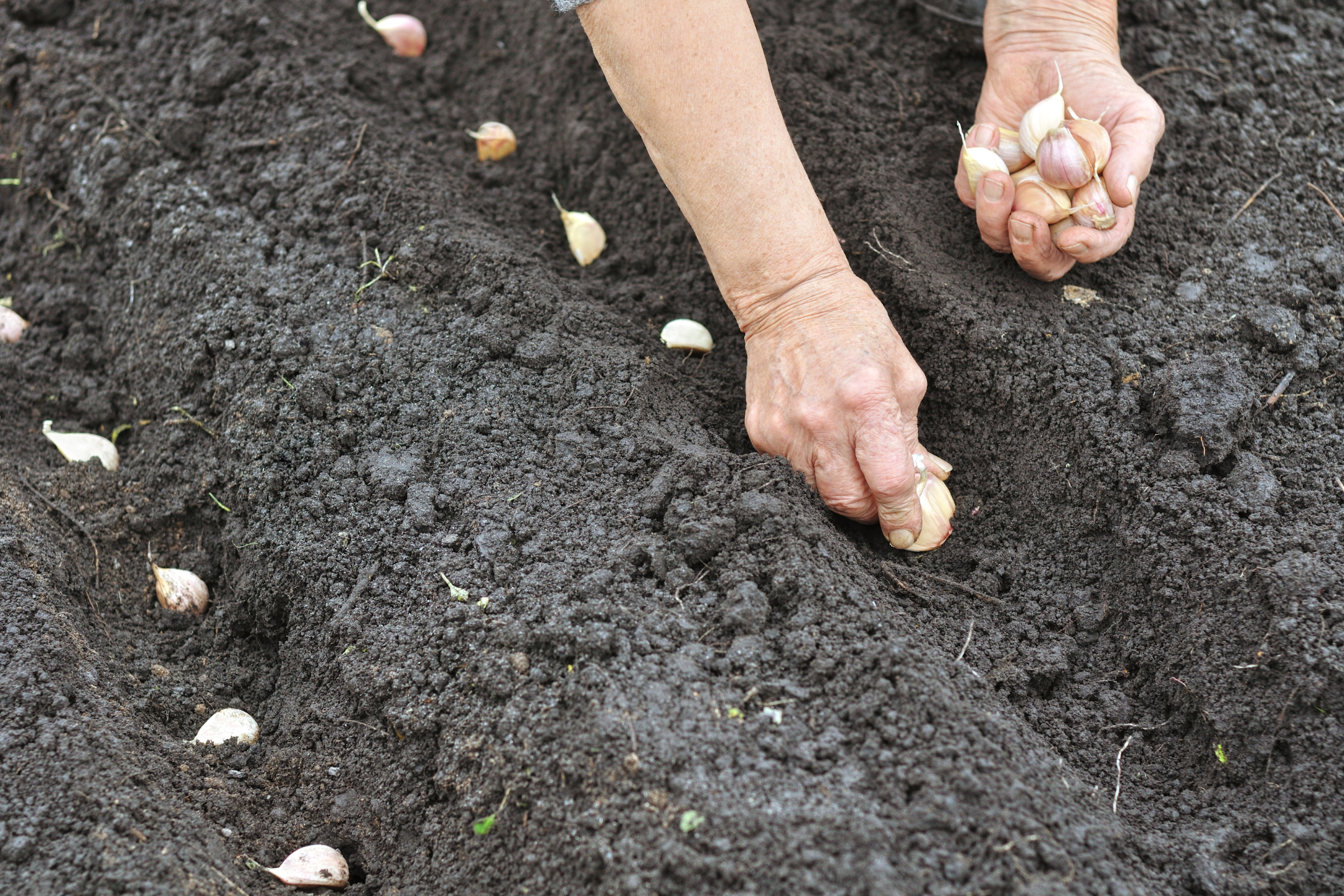 Zelf knoflook planten in de moestuin doe je zo!
