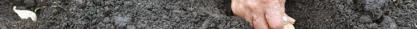 Zelf knoflook kweken in de moestuin doe je zo!