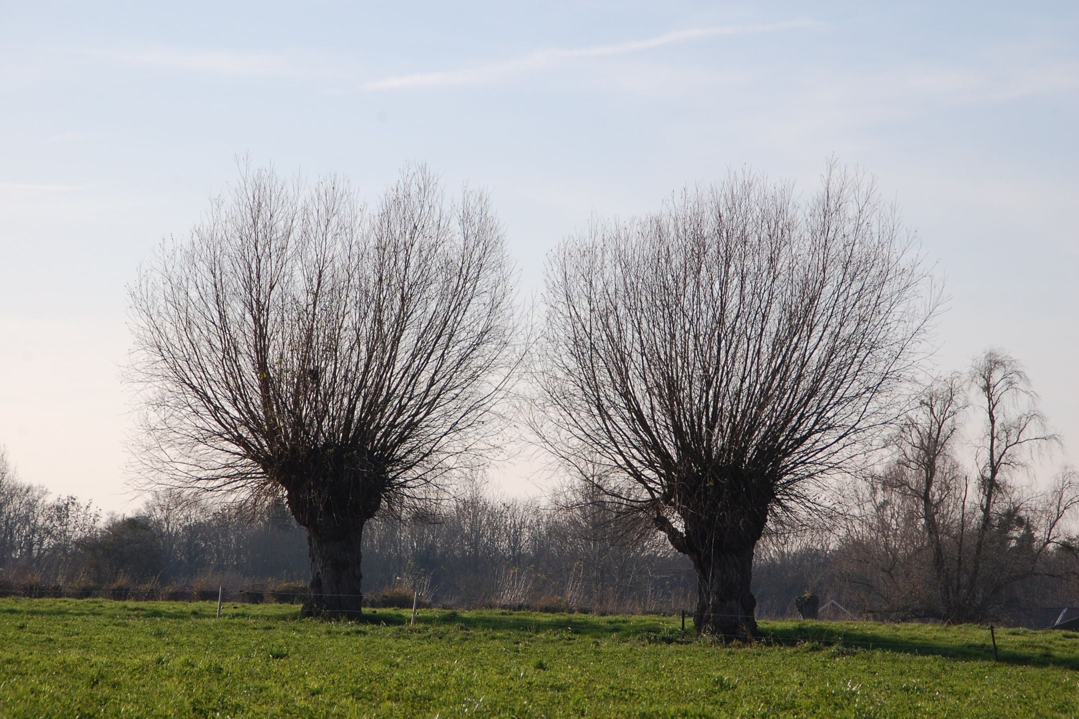 Knotwilg snoeien: wanneer, waarom en hoe wilgen knotten?