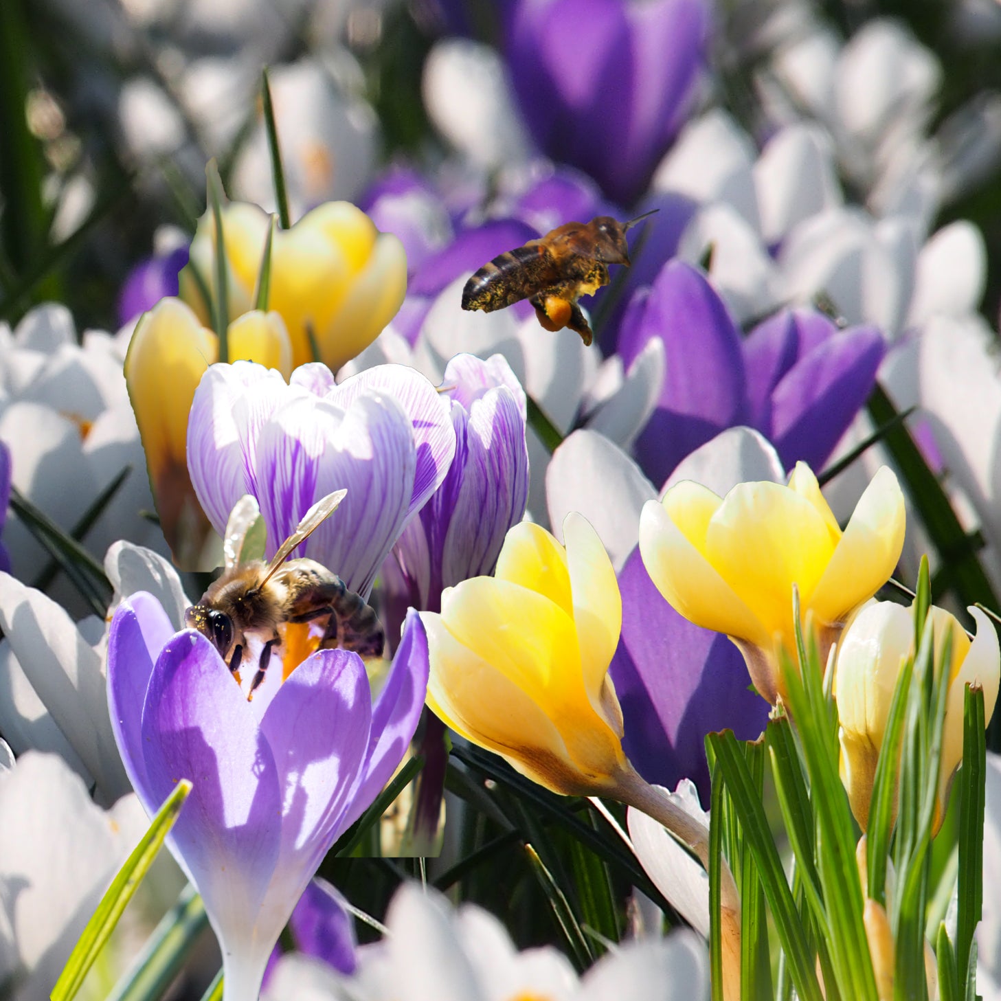 Plant nu biologische bloembollen voor meer bijen en biodiversiteit in het voorjaar