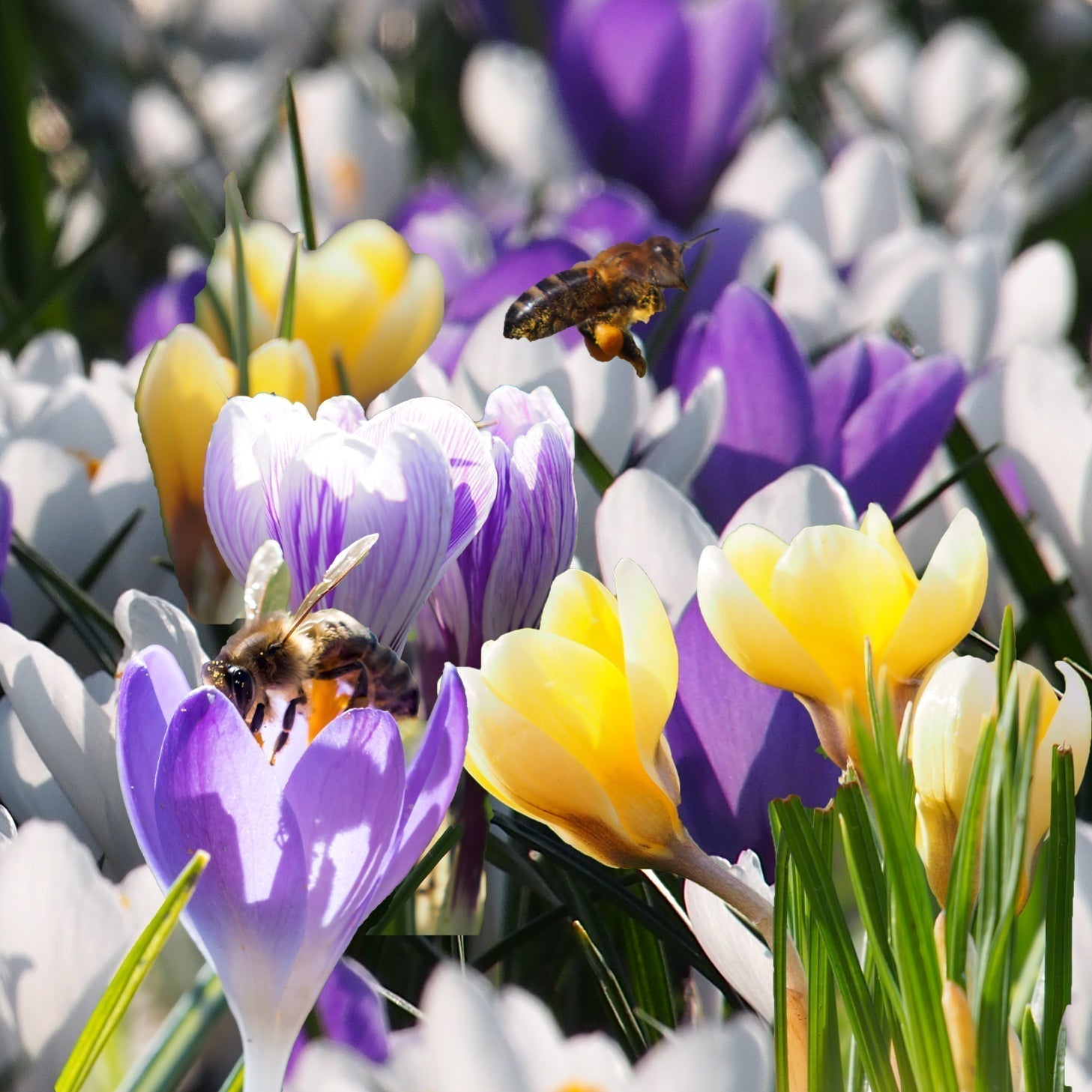 DIY: Zelf een bloeiboog voor bijen maken - laat je tuin jaarrond bloeien