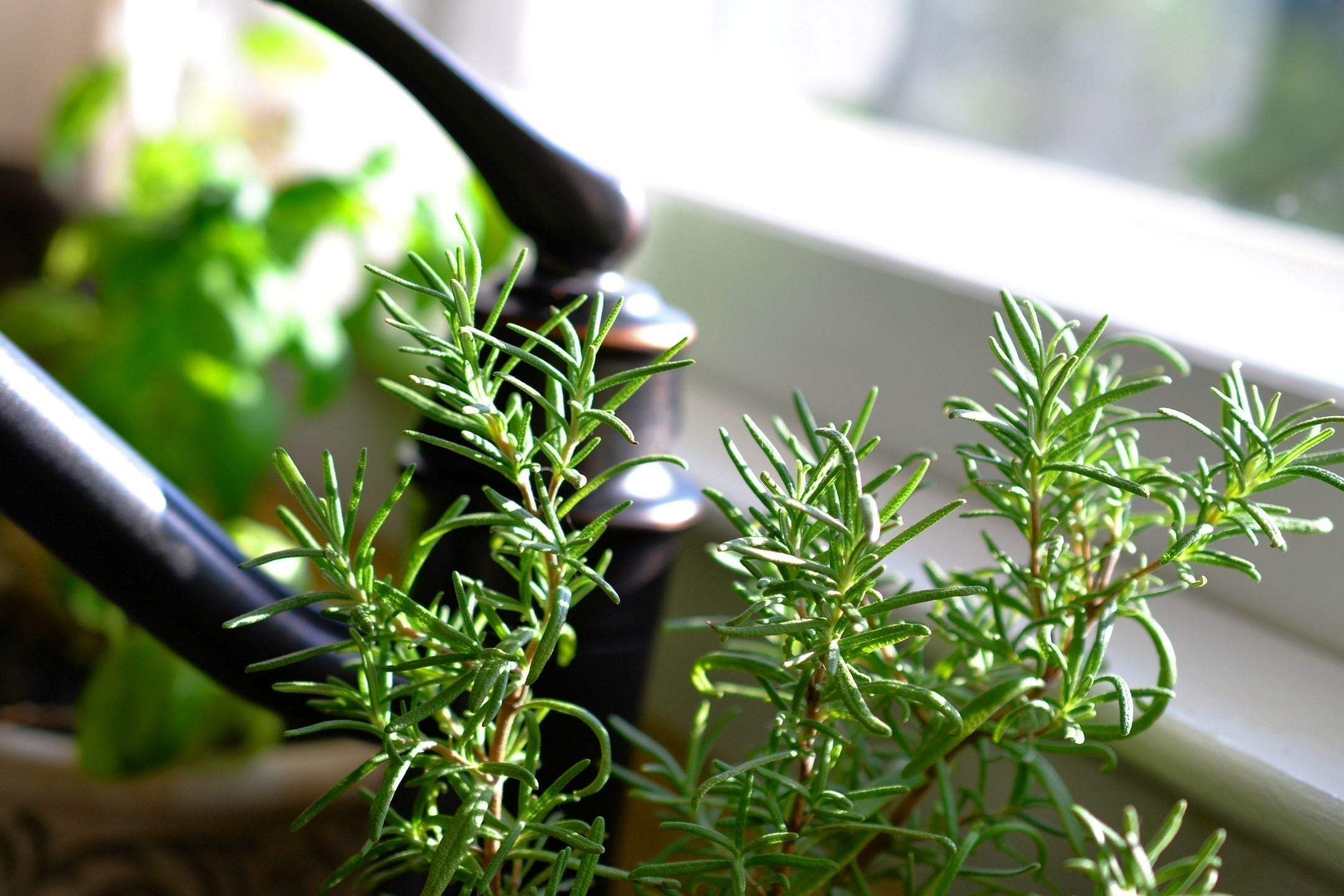 DIY: zelf een kruidentuin maken