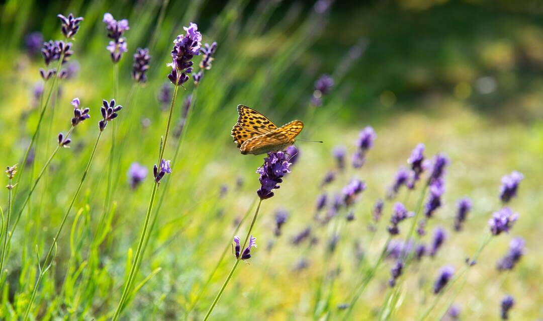 lavendel snoeien