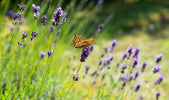 lavendel snoeien