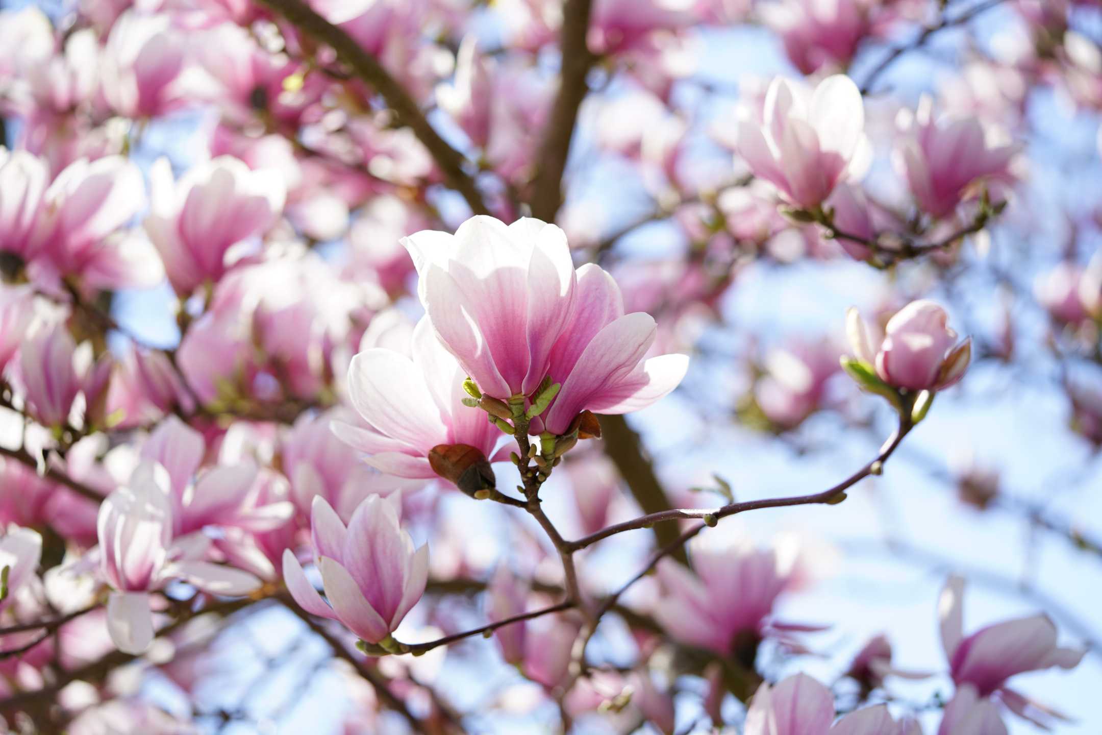 magnolia snoeien