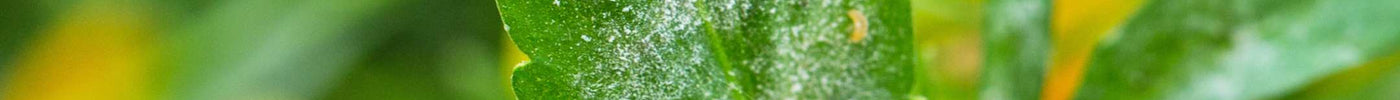 Meeldauw bestrijden: voorkom witziekte bij je planten