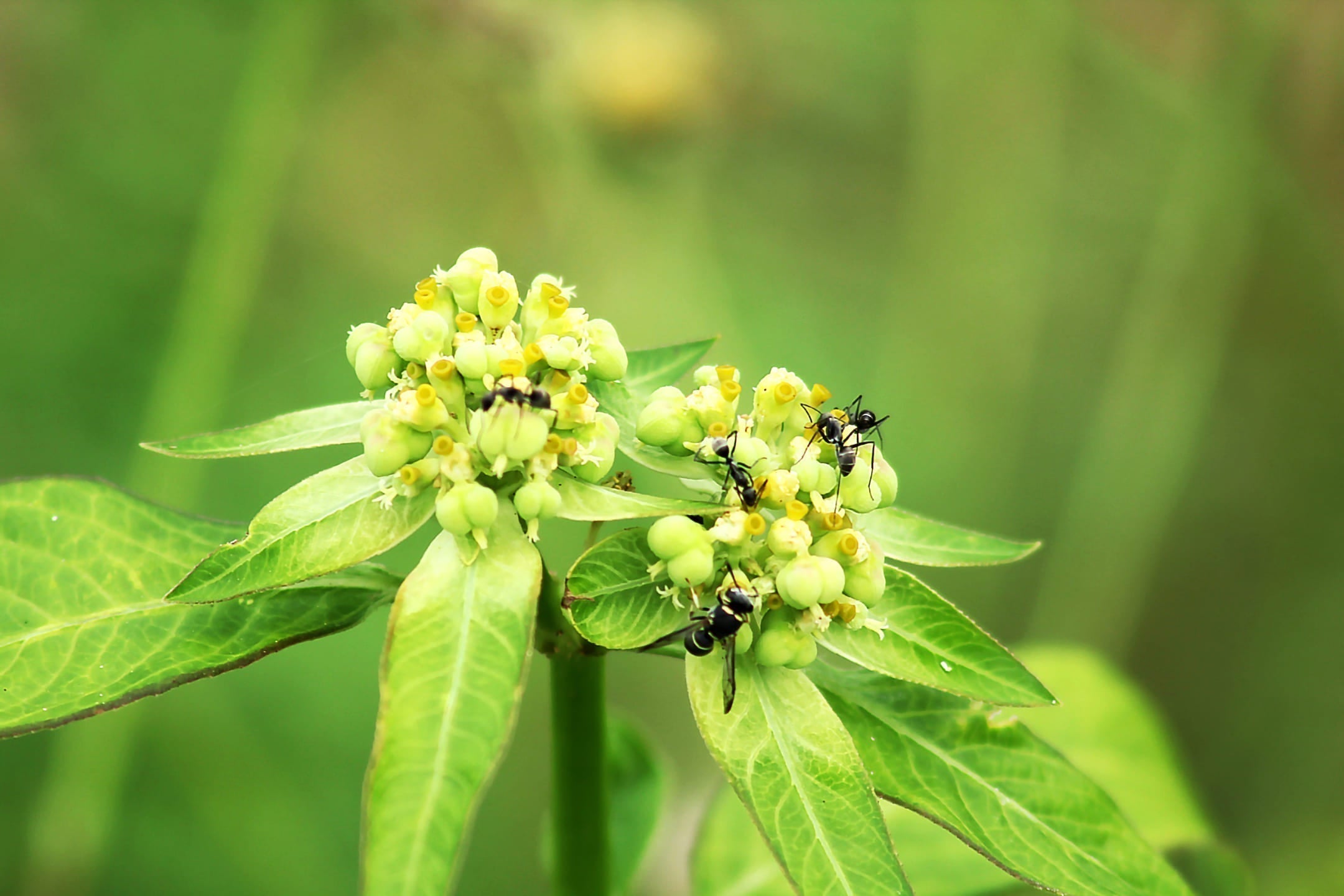 6x planten tegen mieren in de tuin