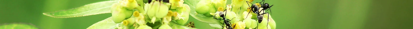 6x planten tegen mieren in de tuin