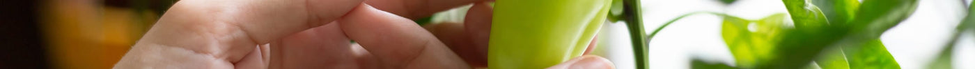 De 5 fouten die ik maakte bij het beginnen van een moestuin