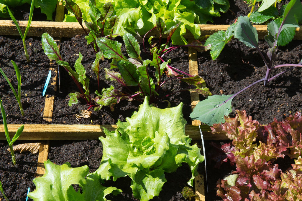 No Dig methode in je tuin toepassen
