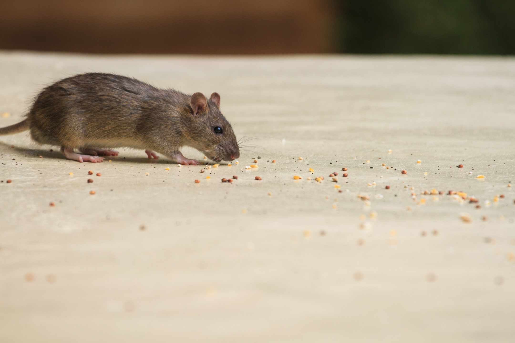 Houd muizen en ratten buiten de deur!
