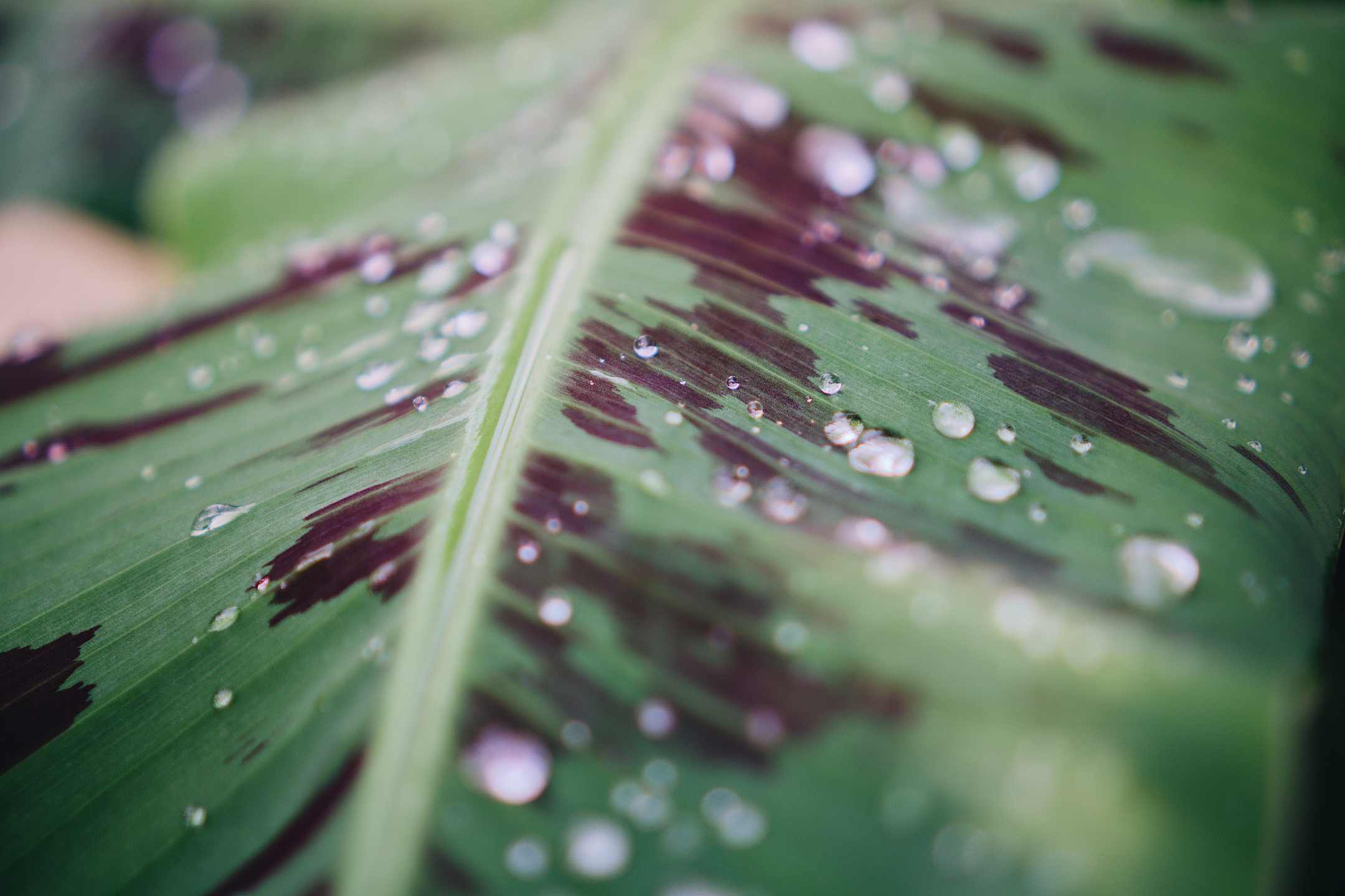 Kamerplanten water geven: dit zijn onze tips!