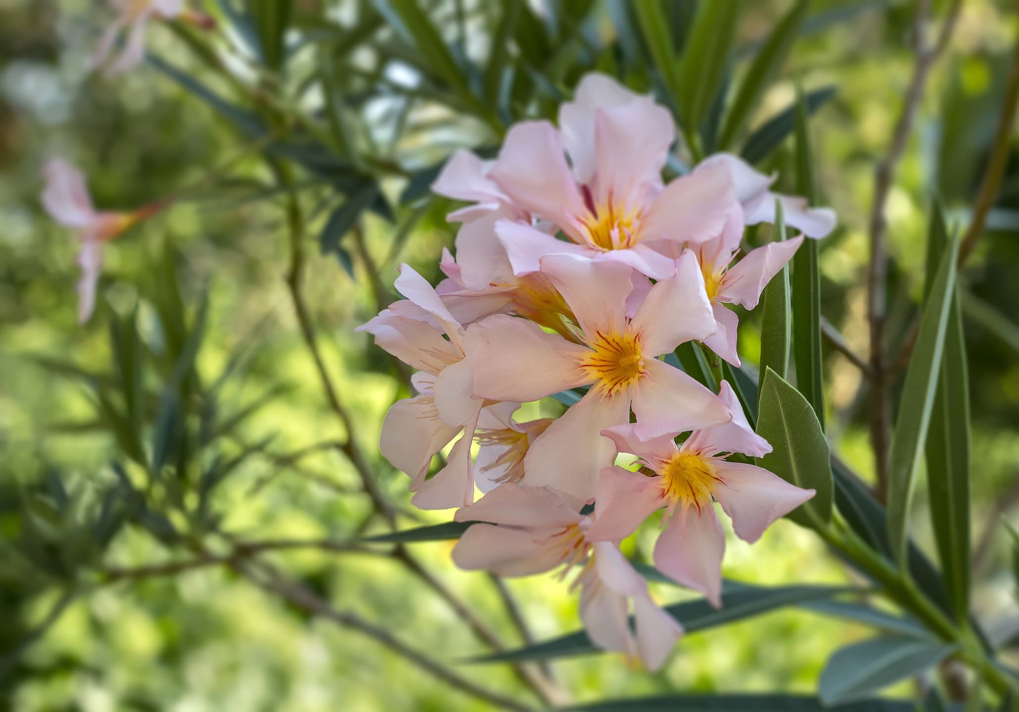 oleander snoeien
