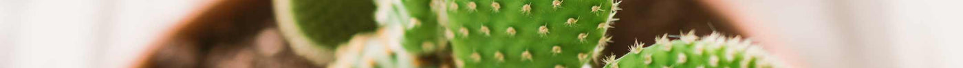 Cactus stekken: alles wat je moet weten
