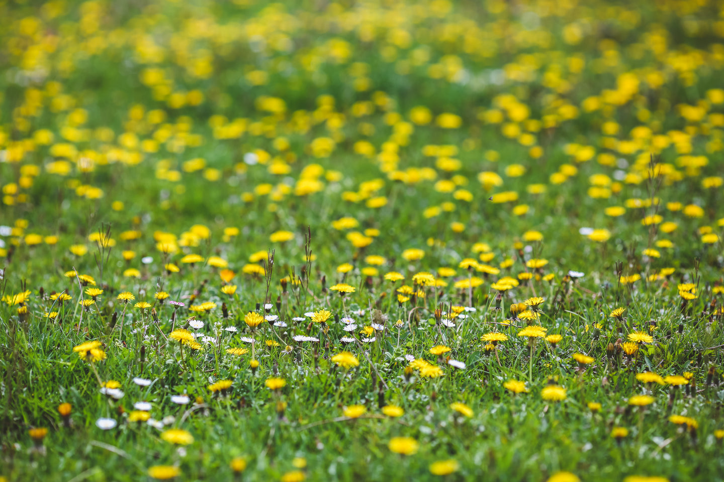 Paardenbloem verwijderen: hardnekkig onkruid of gewoon heel waardevol?