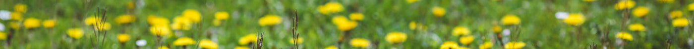 Paardenbloem verwijderen: hardnekkig onkruid of gewoon heel waardevol?